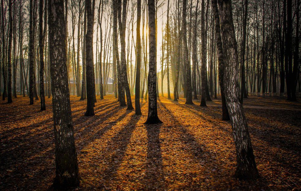 Королевский парк