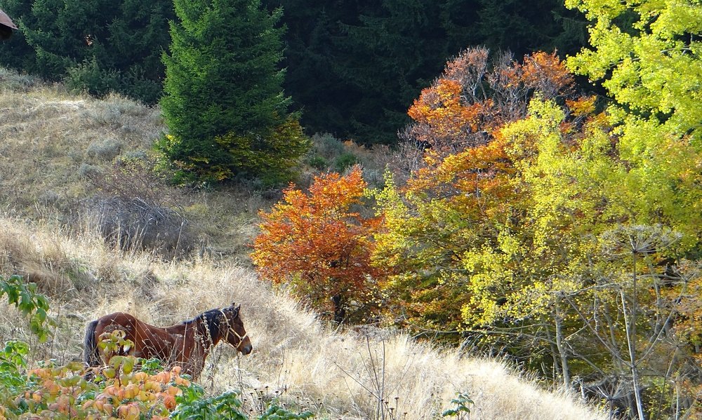 Dark brown horse in the wild