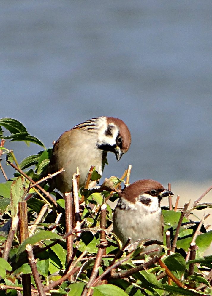 Sparrow family