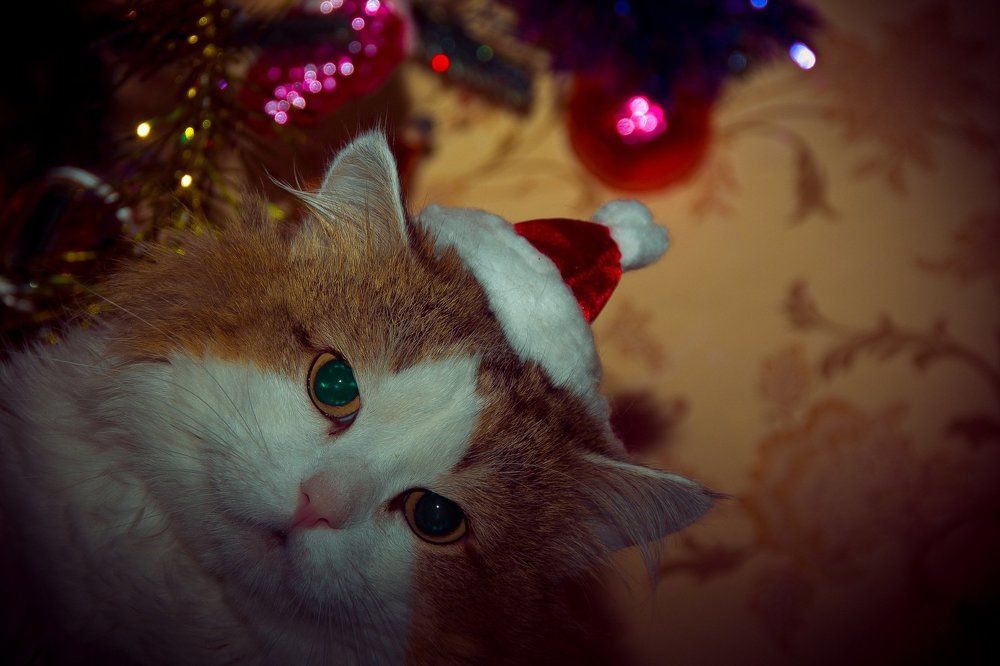 новогодний котик