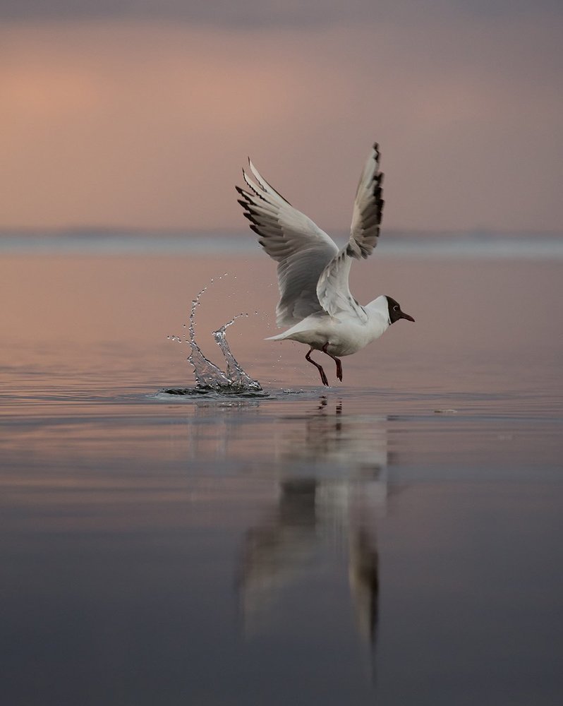 Чайка на закате