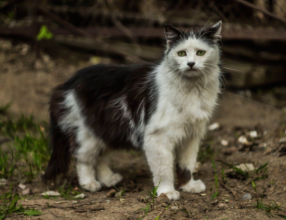 Грусный кот