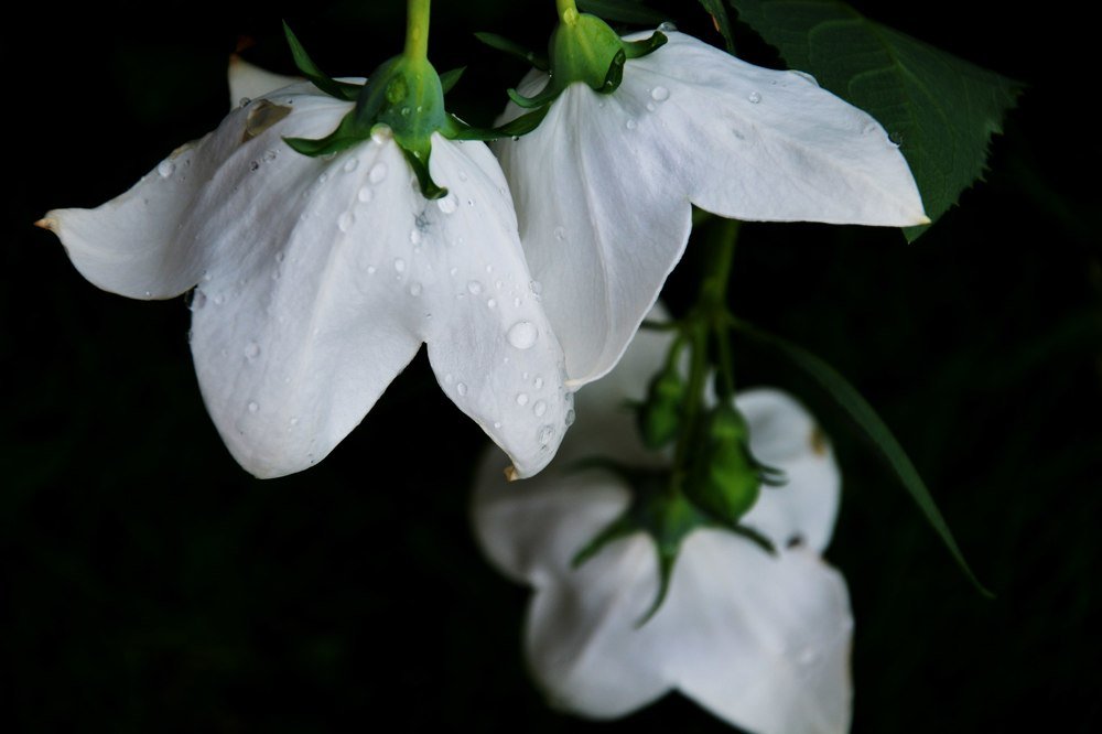 Photograph by Алиса