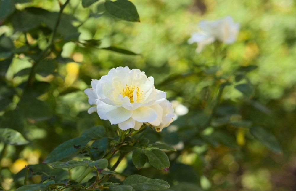 Белая роза в ноябре