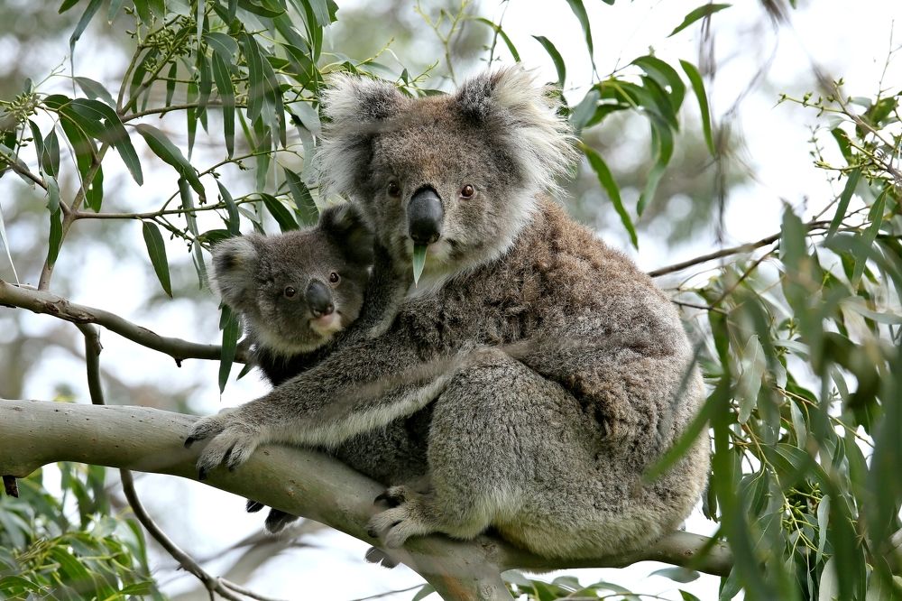 A я  спрятался.....