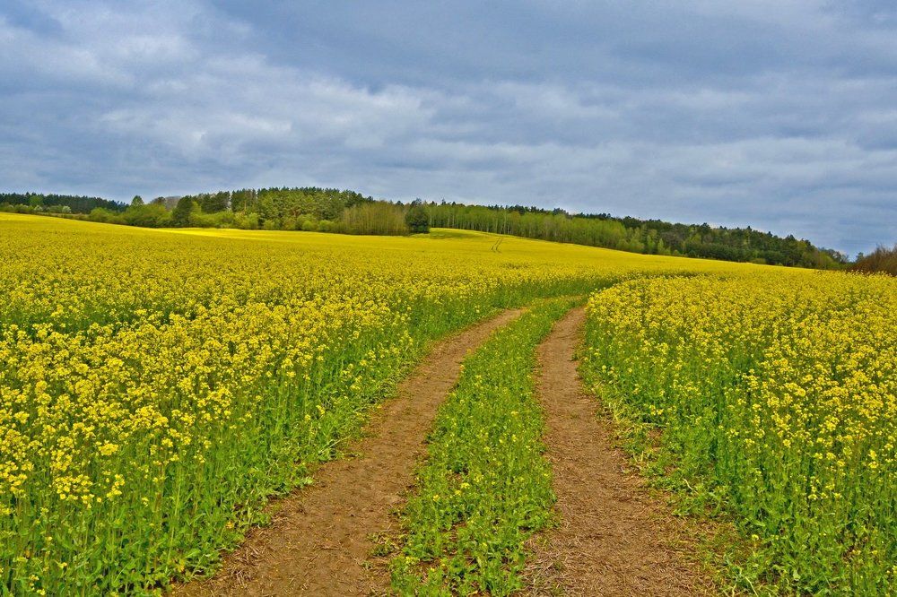 Весне - дорогу !