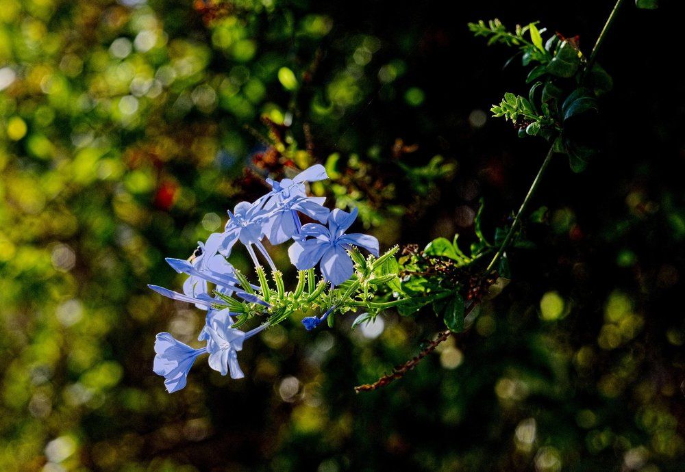 Милый цветочек