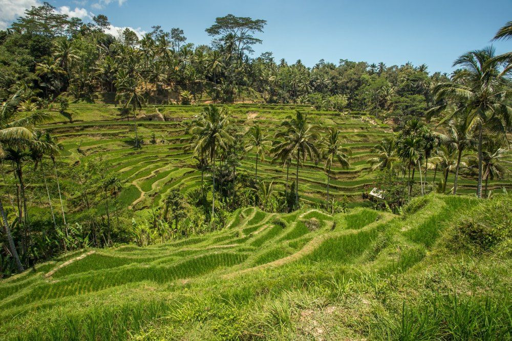 Bali Tegalalang Terrace Paddy Field