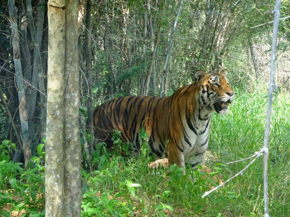 The Great Indian Tiger.