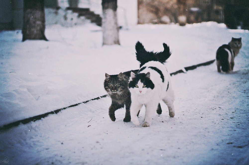 неразделенная любовь