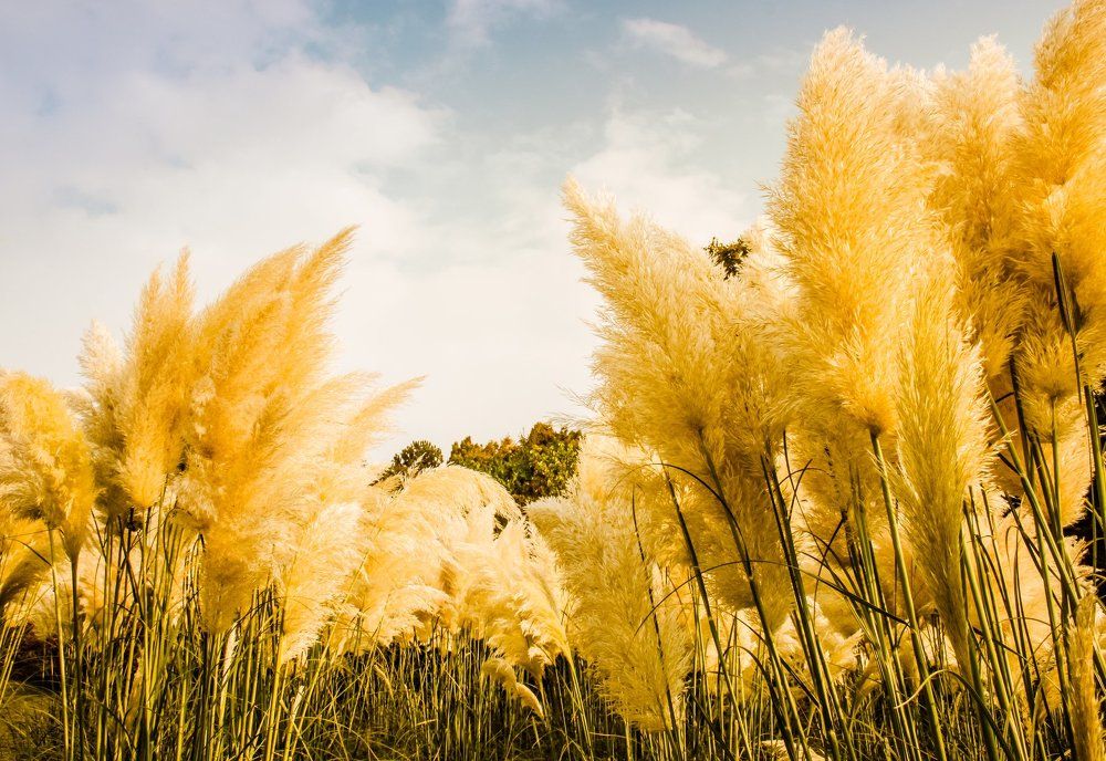 Золотая осень