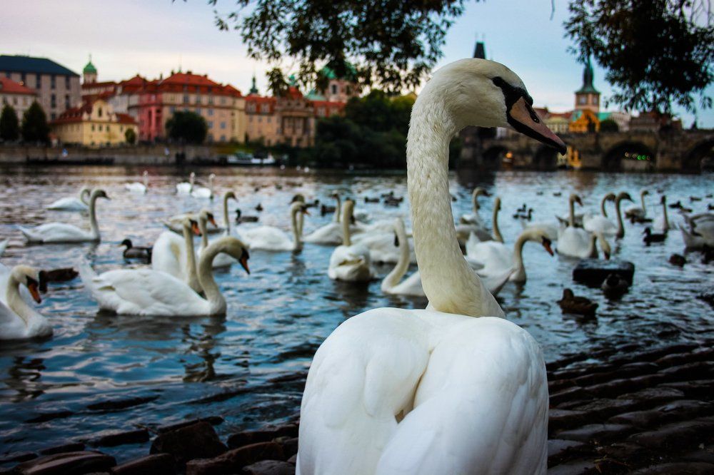 Лебеди в Праге