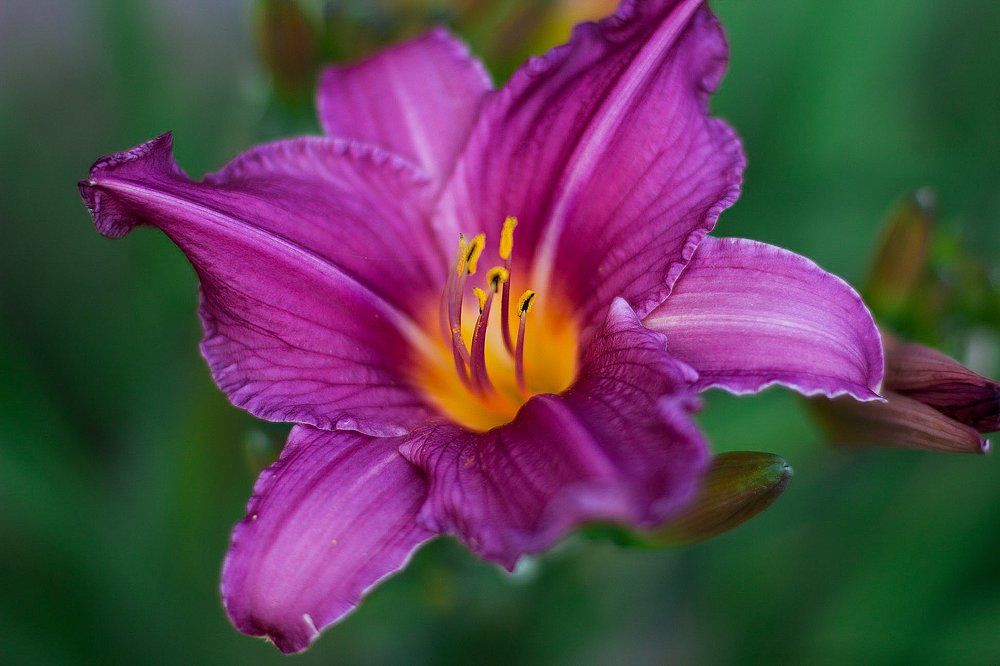 В бабушкином саду