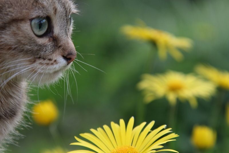 Андрей, Russia