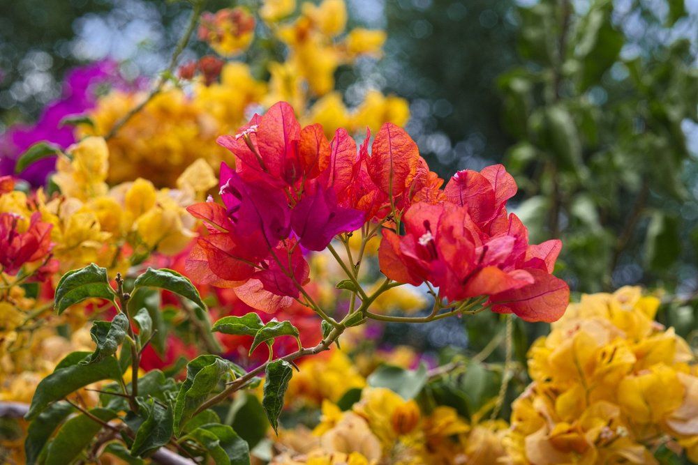 Трёхцветная Бугенвиллея