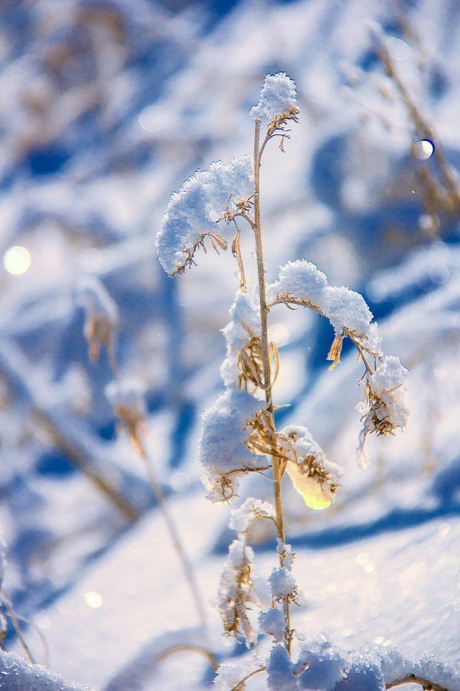 Слеза по лету