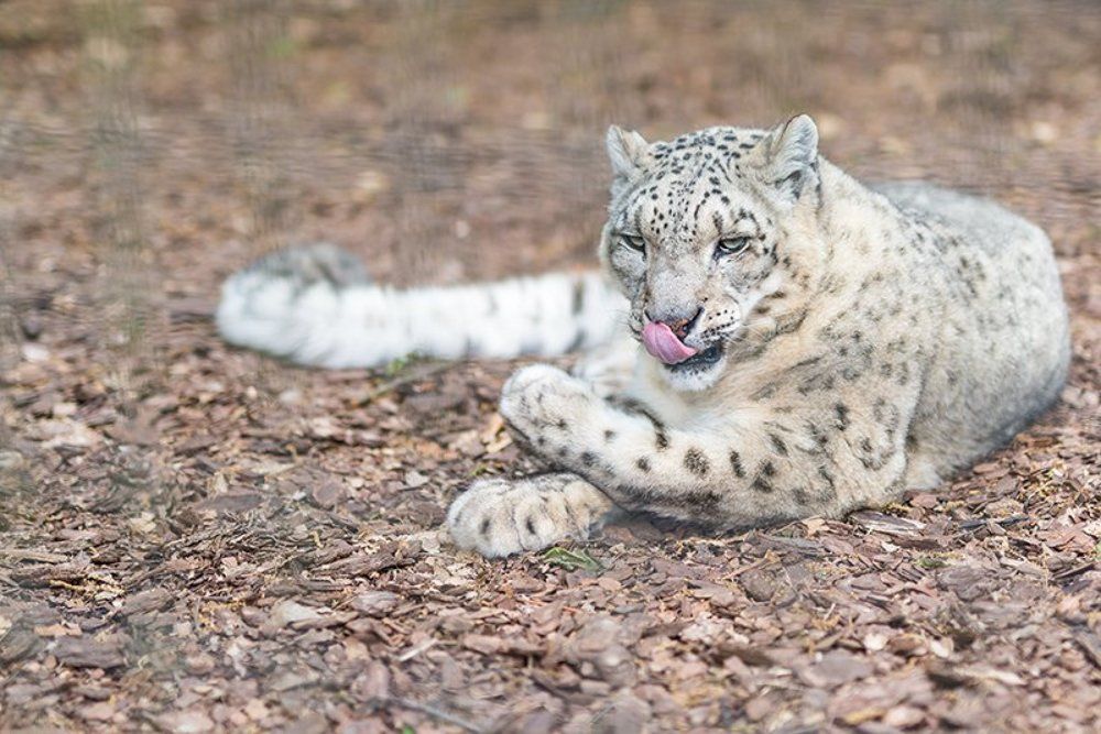 Snow Leopard