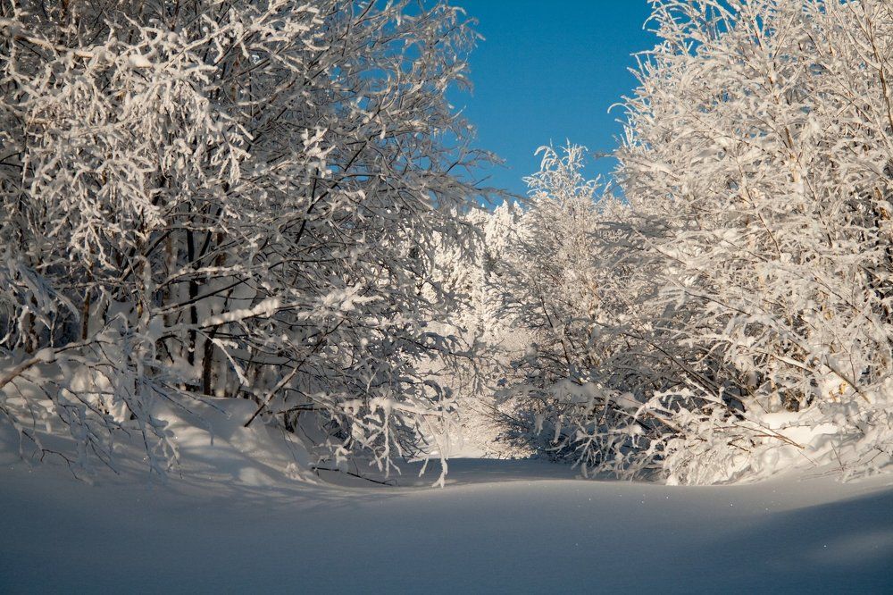 Звенящая тишина