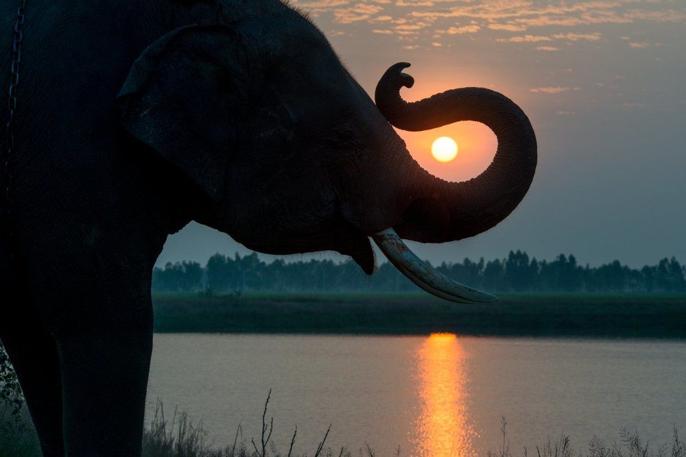 Elephant sunset