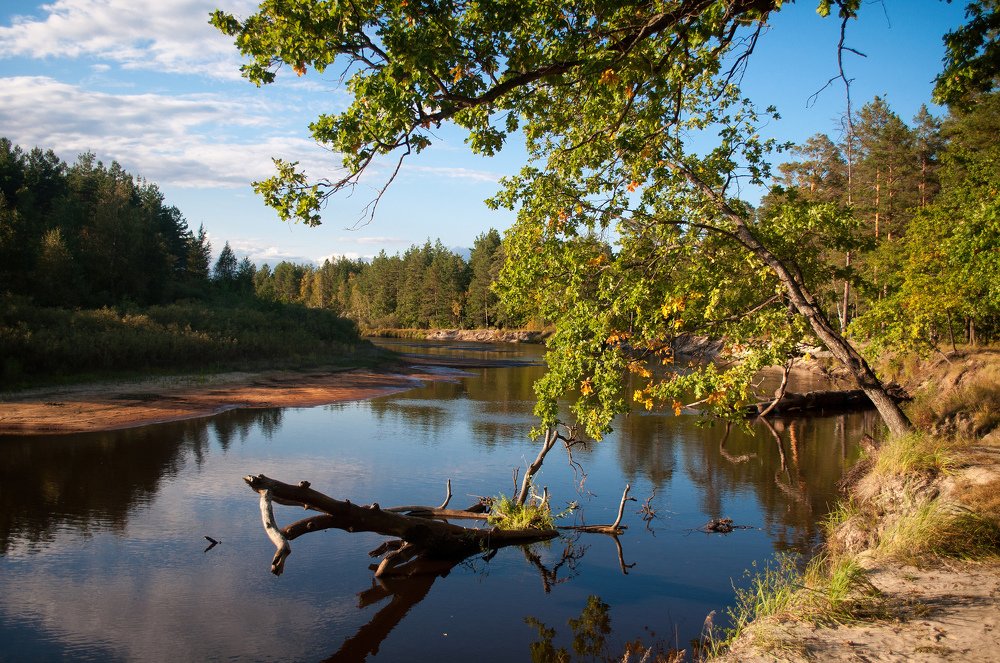 Если бы чай тёк как река