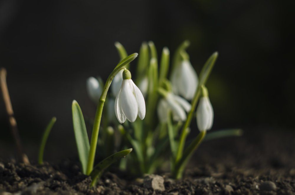 Первый цвет