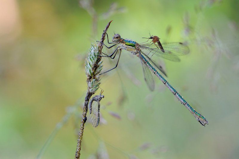 Чистяков Андрей, Russia