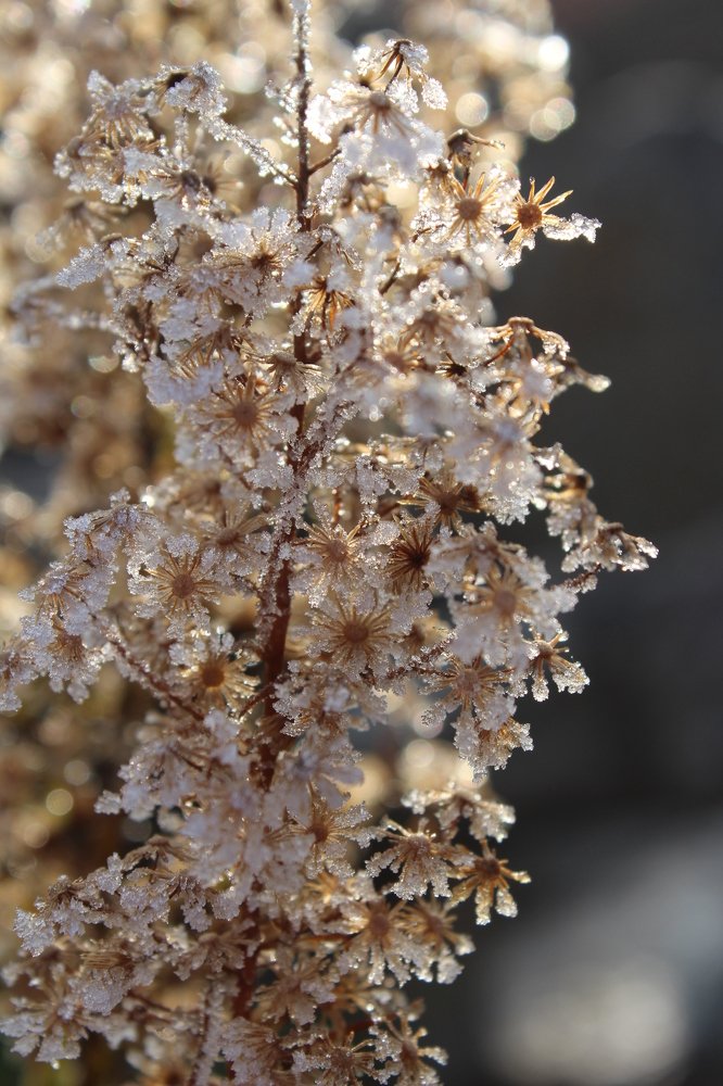 "В морозном ажуре"