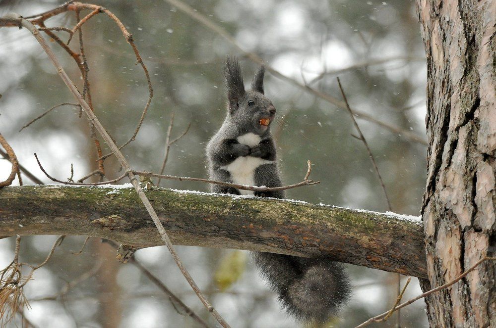 Опять метет
