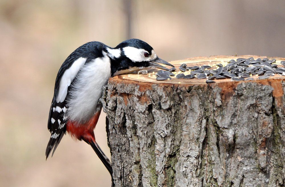 Голову за корм.