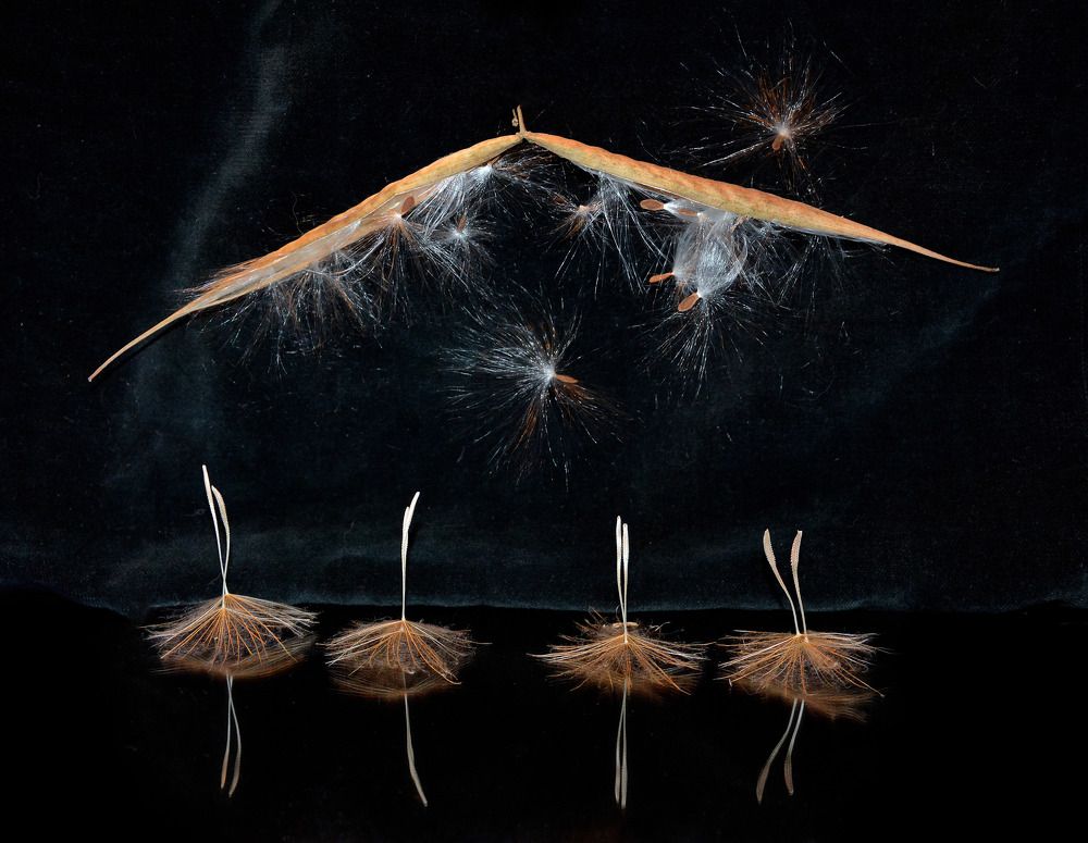 Выпускницы балетной школы