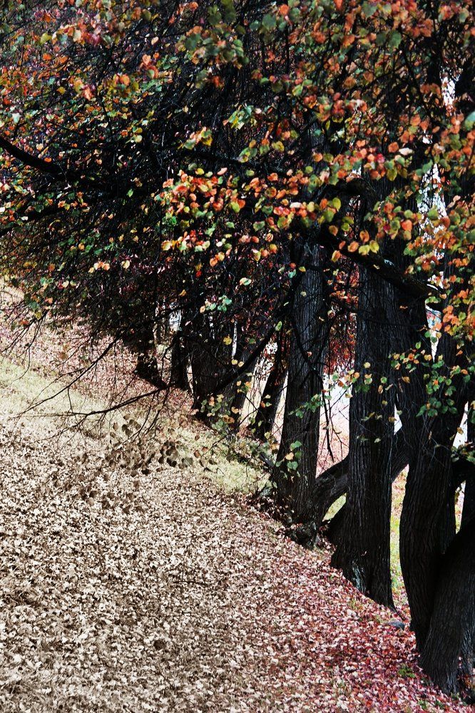 просто осень