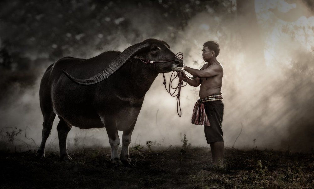 Farmer with buffalo