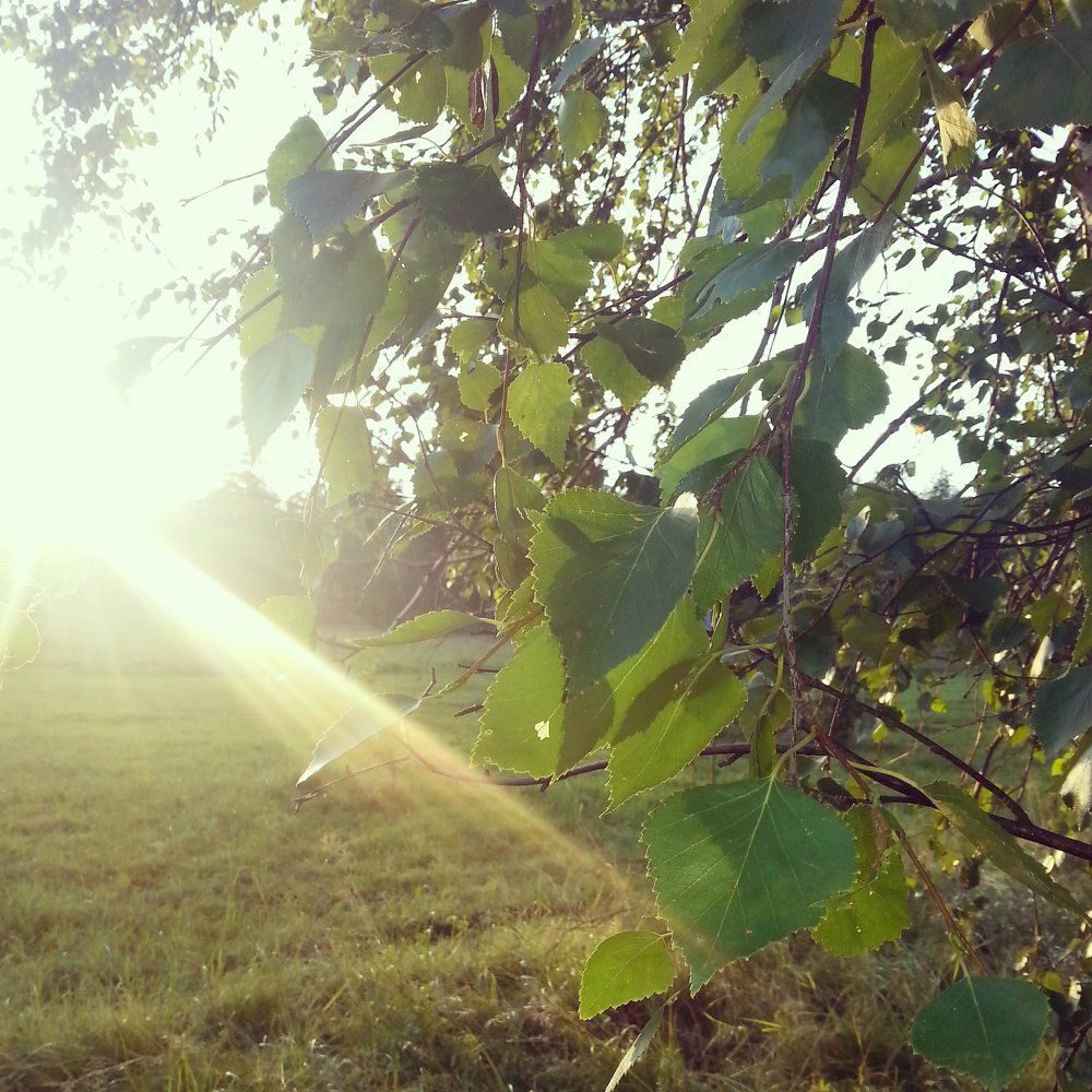 Күн сардаҥата