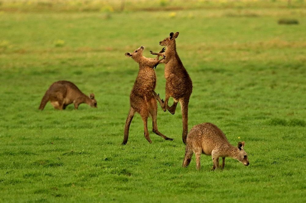 Решающий удар