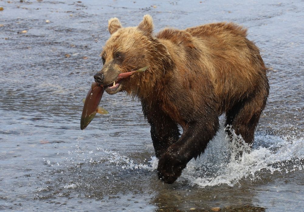 Photograph by Диана Жагрина