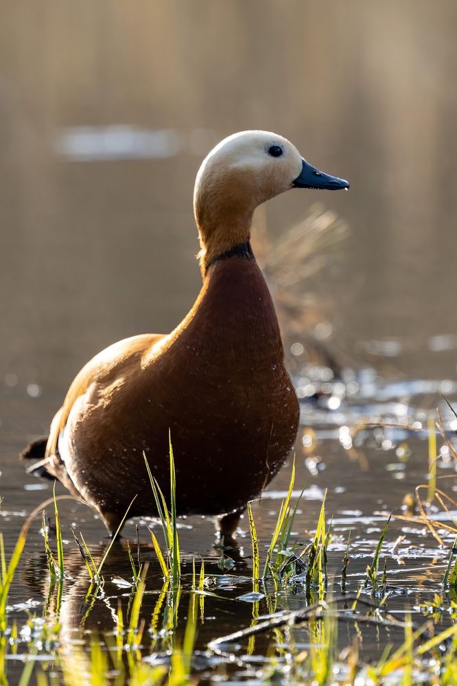 Photograph by Александр Шандов