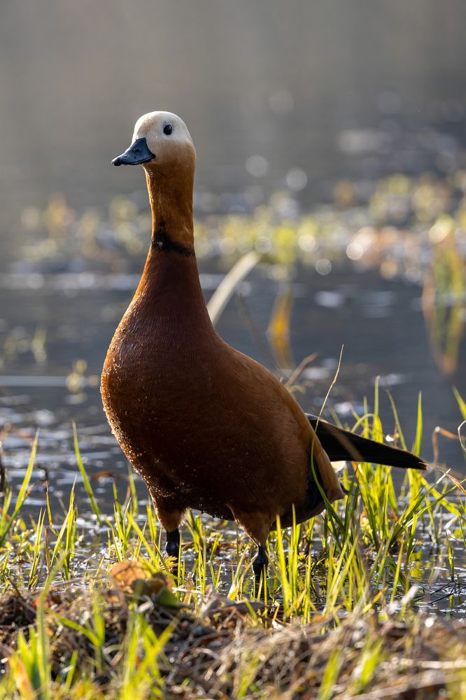 Photograph by Александр Шандов