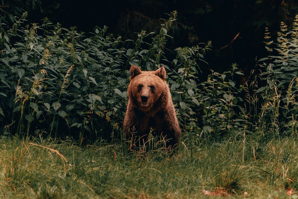 Photograph by Olasz Laszlo