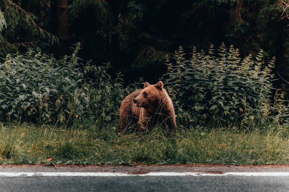 Photograph by Olasz Laszlo