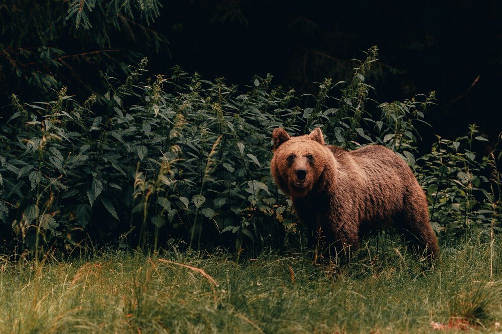 Photograph by Olasz Laszlo