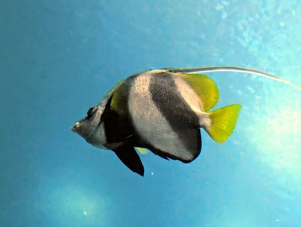 Angelfish (Heniochus Acuminatus)