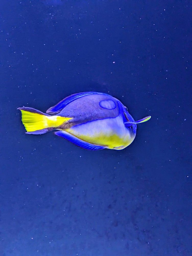 Blue Tang