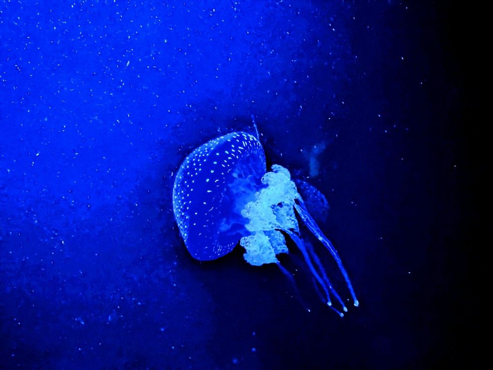 White-spotted Jellyfish (Phylloriza Punctata)