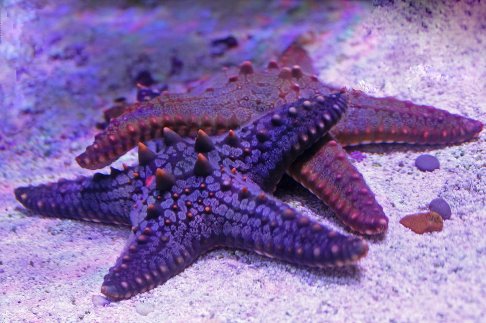 Photograph by Алла Бойко