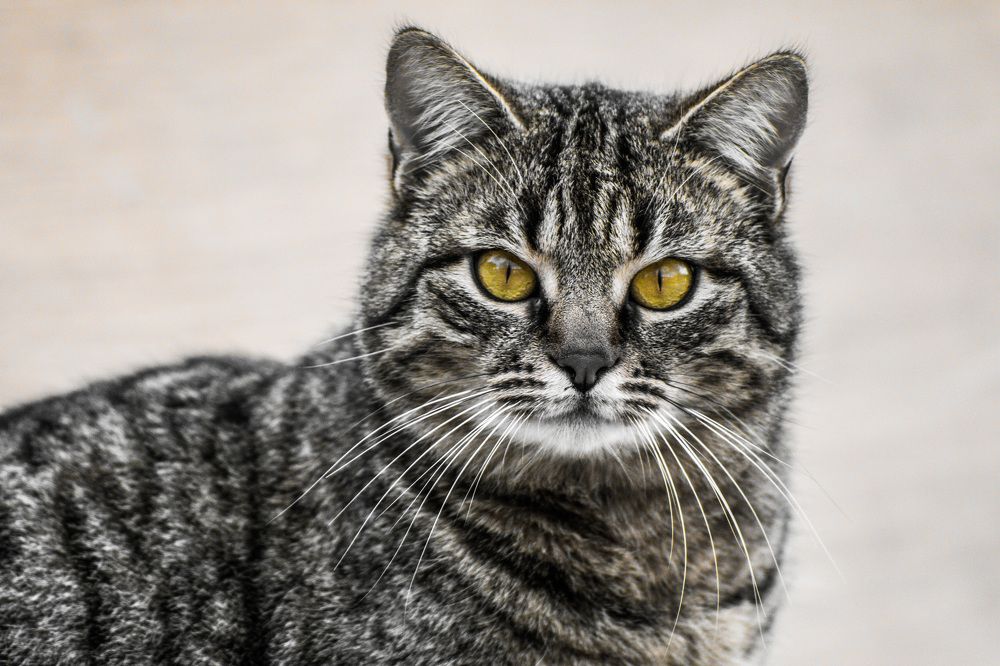 Photograph by Vessy Savova - Ella