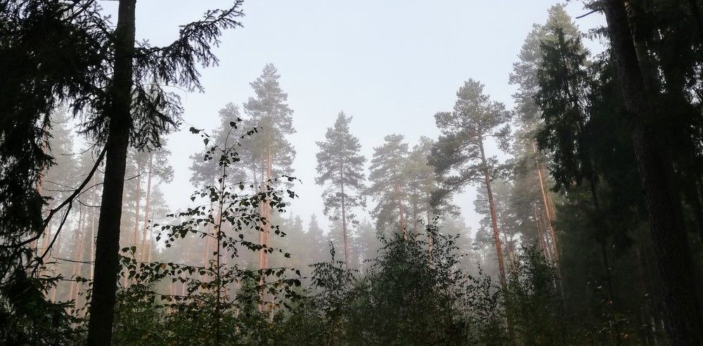 Photograph by Лариса Неудачина