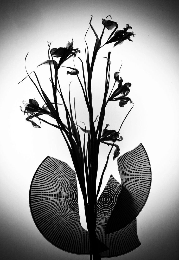 Photo #10501344