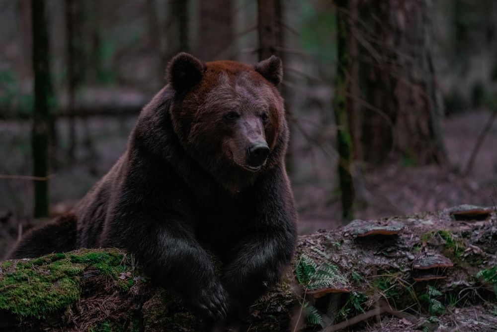 Photograph by Дарья Тулупова