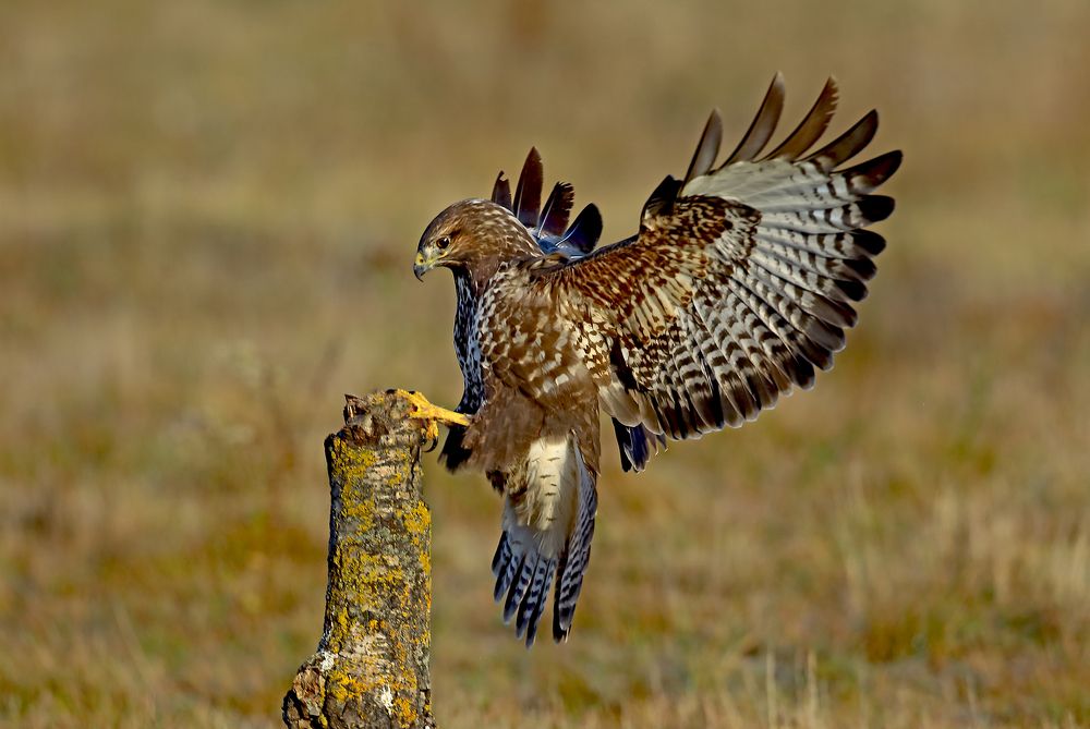 Фотография автора Гусар Александр