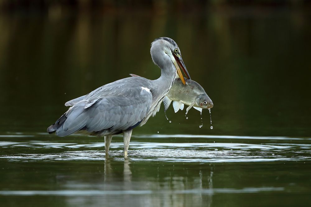 Фотография автора Гусар Александр